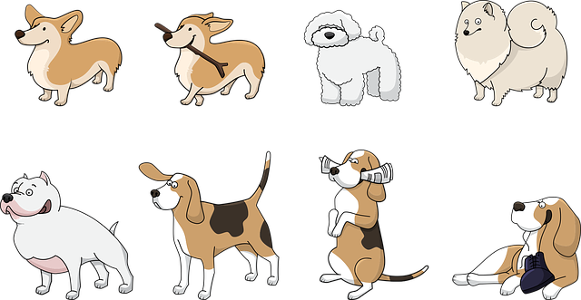 Why should you get a puppy?