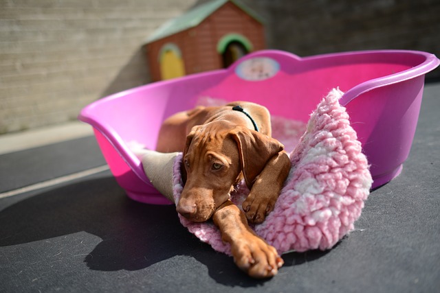 Part-1 How to care your dog in winter?