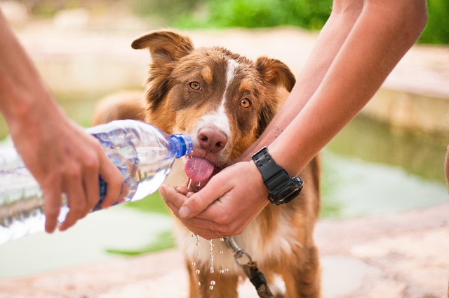 Part-2 How to care your dog in winter?